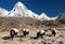 Caravan of yaks mount Pumo ri Nepal Himalayas mountains