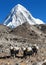 Caravan of yaks mount Pumo ri Nepal Himalayas mountains