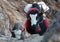 Caravan of yaks in the Nepal Himalaya