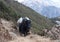 Caravan of yaks in the Nepal Himalaya