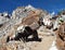 Caravan of yaks in Renjo La Pass near Mount Everest