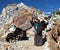 Caravan of yaks in Renjo La Pass near Mount Everest