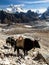 Caravan of yaks in Renjo La Pass near Mount Everest