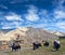 Caravan of yaks in Upper Dolpo, Nepal Himalaya