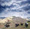 Caravan of yaks in Upper Dolpo, Nepal Himalaya