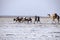 Caravans transporting salt blocks from Lake Assale