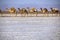 Caravans transporting salt blocks from Lake Assale