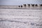 Caravans transporting salt blocks from Lake Assale