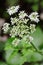 Caraway plant with white flowers