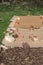 Carboard placed on grass with old bricks on top with barck chippings to creat a new gardening or farming plant bed or path