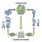 Carbon fee and dividend as money payment for CO2 emissions outline diagram