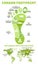 Carbon footprint infographic. CO2 ecological footprint. Greenhouse gas emission by sector. Environmental and climate change