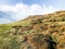 Carboniferous Limestone, Gower Peninsula, Wales