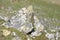 Carboniferous Limestone Outcrop