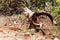 Carcass of a dead Male Kudu