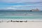 Carcass Island, Falkland Islands, magellanic penguins at beautiful beach, cruiser on light green and blue ocean