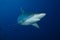 Carcharhinus albimarginatus/SILVERTIP SHARK