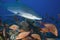 Carcharhinus albimarginatus / SILVERTIP SHARK