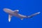 Carcharhinus longimanus shark