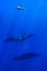 Carcharhinus longimanus shark crusing over two humpback whales