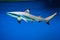 Carcharhinus melanopterus - blacktip reef shark