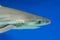 Carcharhinus melanopterus - blacktip reef shark