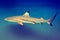 Carcharhinus melanopterus - blacktip reef shark