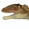 Carcharodontosaurus Head