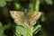 Carcharodus alcae / Mallow Skipper