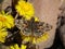 Carcharodus alceae , the mallow skipper butterfly