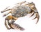 Carcinus maenas -edible alive crab.