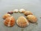 Card background shells on the beach top view heart shape next to the ocean