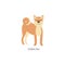 Card of dog breeds with Shiba Inu puppy flat vector illustration isolated.