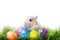 Card of easter bunny on white isolated background with coloured easter eggs in fresh garden