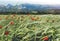 Card with red poppies flowers and green cones wheat on background nature spring field. Summer village rural landscape blurred back