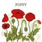 Card, template, banner hand drawing of leaves flowers of red poppy.