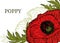 Card, template, banner hand drawing of leaves flowers of red poppy.