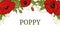 Card, template, banner, header hand drawing of leaves flowers of red poppy.