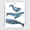 Card with whale. Colorful vector illustration with wildlifr animals