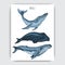 Card with whale. Colorful vector illustration with wildlifr animals