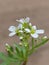 Cardamine Amara