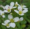 Cardamine amara