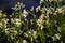 Cardamine amara, known as large bitter-cress. Spring forest. floral background of a blooming plant