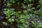 Cardamine amara, known as large bitter-cress. Spring forest. floral background of a blooming plant