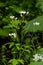 Cardamine amara, known as large bitter-cress. Spring forest. floral background of a blooming plant