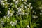 Cardamine amara, known as large bitter-cress. Spring forest. floral background of a blooming plant