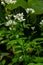 Cardamine amara, known as large bitter-cress. Spring forest. floral background of a blooming plant