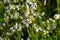 Cardamine amara, known as large bitter-cress. Spring forest. floral background of a blooming plant