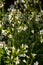 Cardamine amara, known as large bitter-cress. Spring forest. floral background of a blooming plant