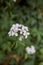Cardamine bulbifera in bloom